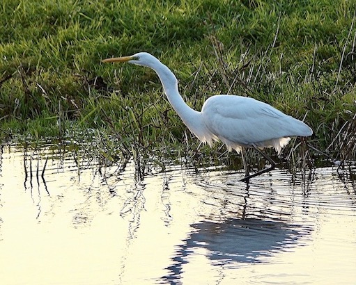 great white egret